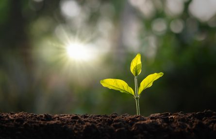Avis-de-deces-Services-Planter-un-arbre