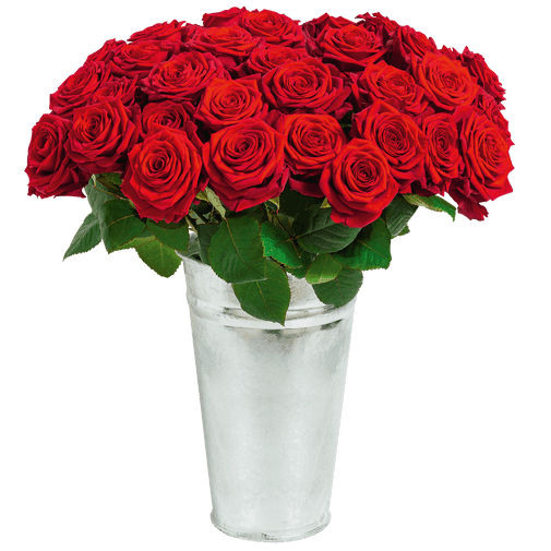 Rose du dernier adieu