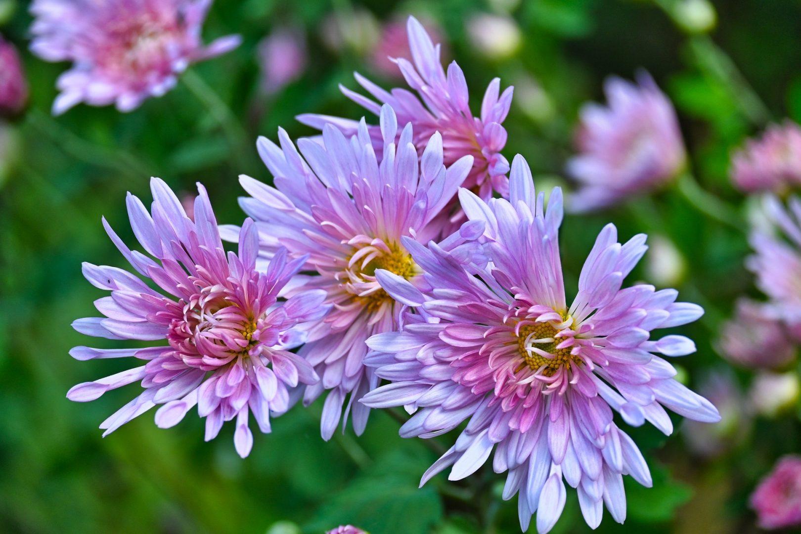 Pourquoi mettre des chrysanthèmes à la Toussaint ?