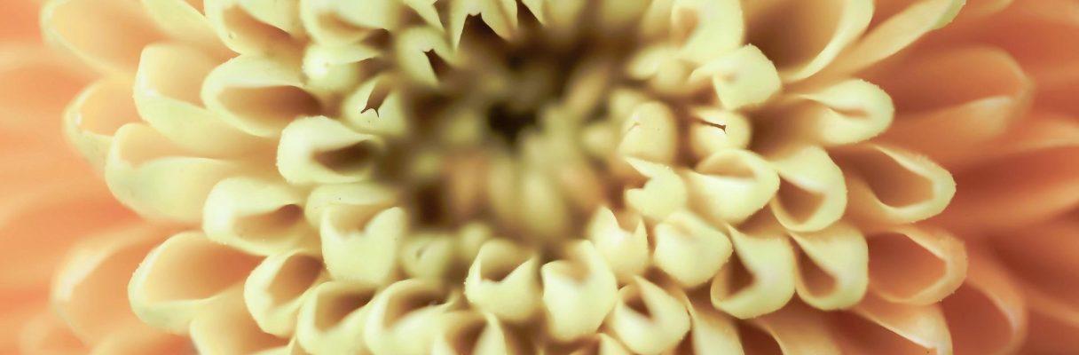 signification-des-fleurs-symbolique-des-Chrysanthemes