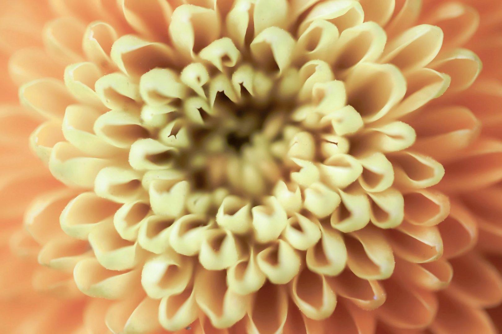 Signification des fleurs : la symbolique des chrysanthèmes